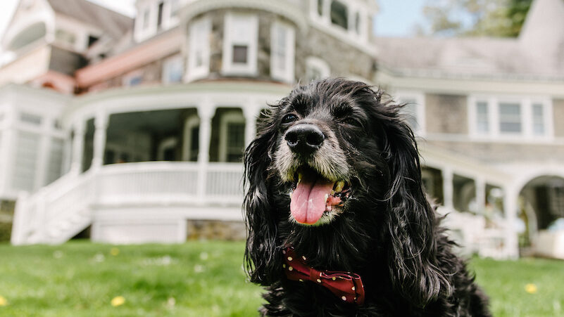 A black, curly haired dog stands in the foreground with mouth open and tongue out. Behind the dog is the Marshall Mansion at Auburn Valley State Park, out of focus.