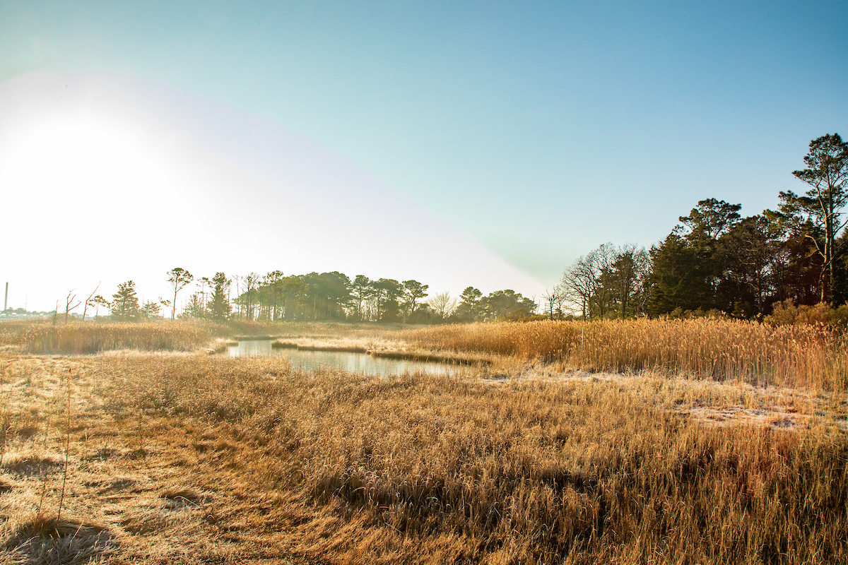 Sweeping view of beach grasses, browned at the end of the season, blowing in the wind. Tall loblolly pine trees tower in the distance amid blue skies and a large sun flare on the left of the image.