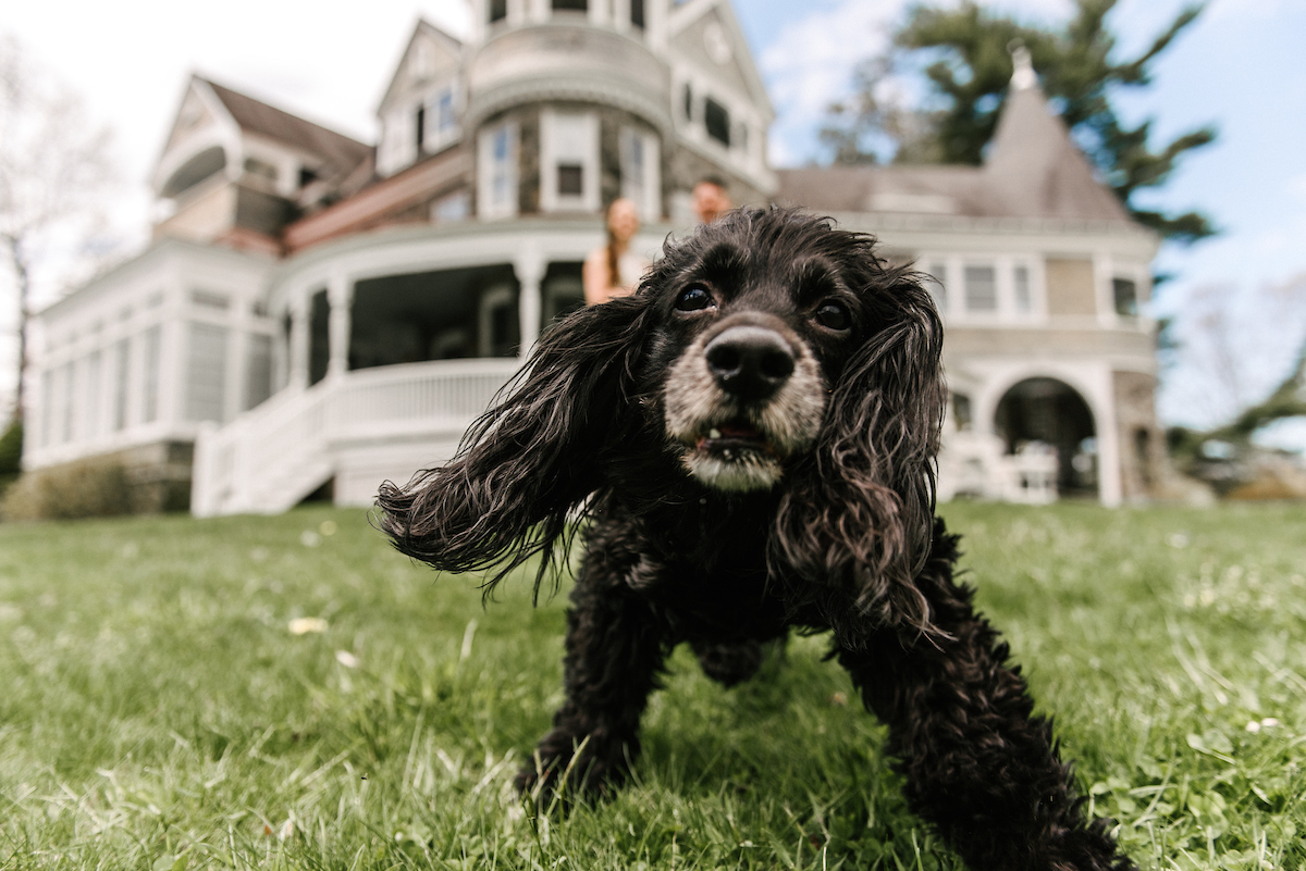 Small dog with curly black hair appears in the foreground with snout close to camera. Out of focus in the background is the mansion at Auburn Valley State Park.