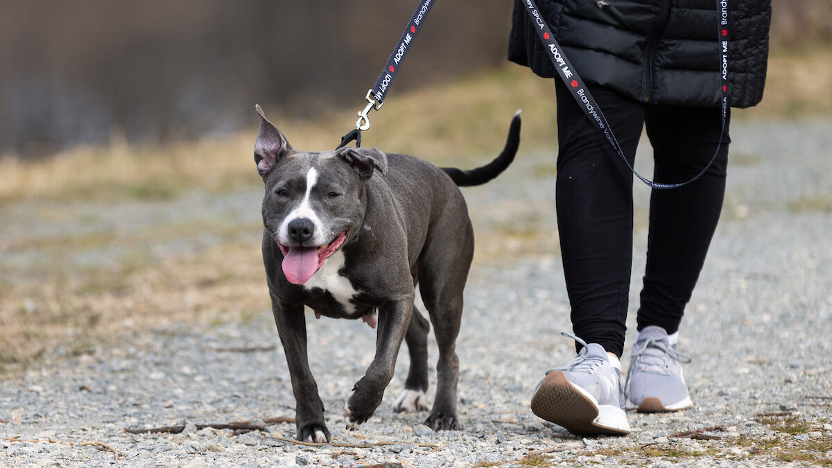 A charcoal and white mixed breed, short haired dog trots along a gravel path on a leash. The dog's tongue is out and ears are flopping with the motion. To the right, the legs/sneakers of a handler are visible.