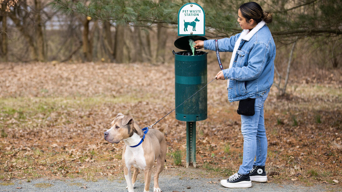 A person places a bag of dog waste in a bag into a pet waste receptacle along a gravel trail. Her tan, white and brown Staffordshire dog is on a leash and looking into the distance to her left on the trail.