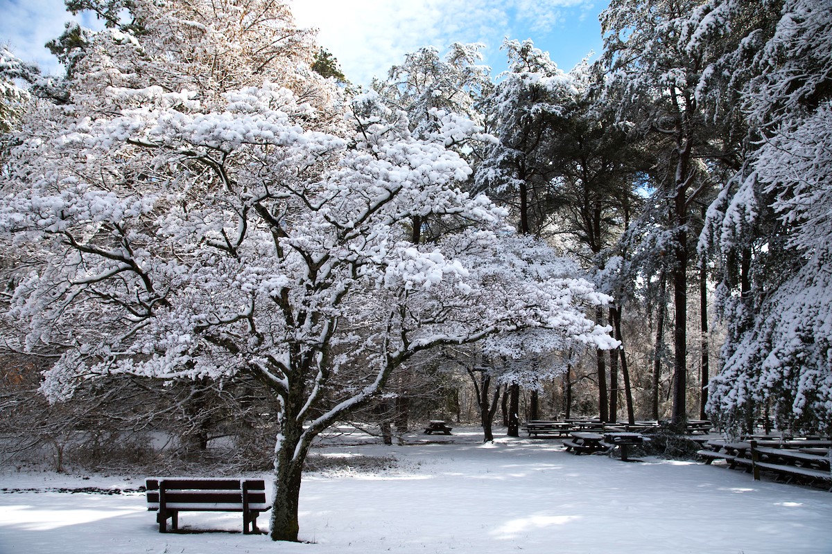 A winter scene in Killens Pond State Park with a snow-covered bench and trees.