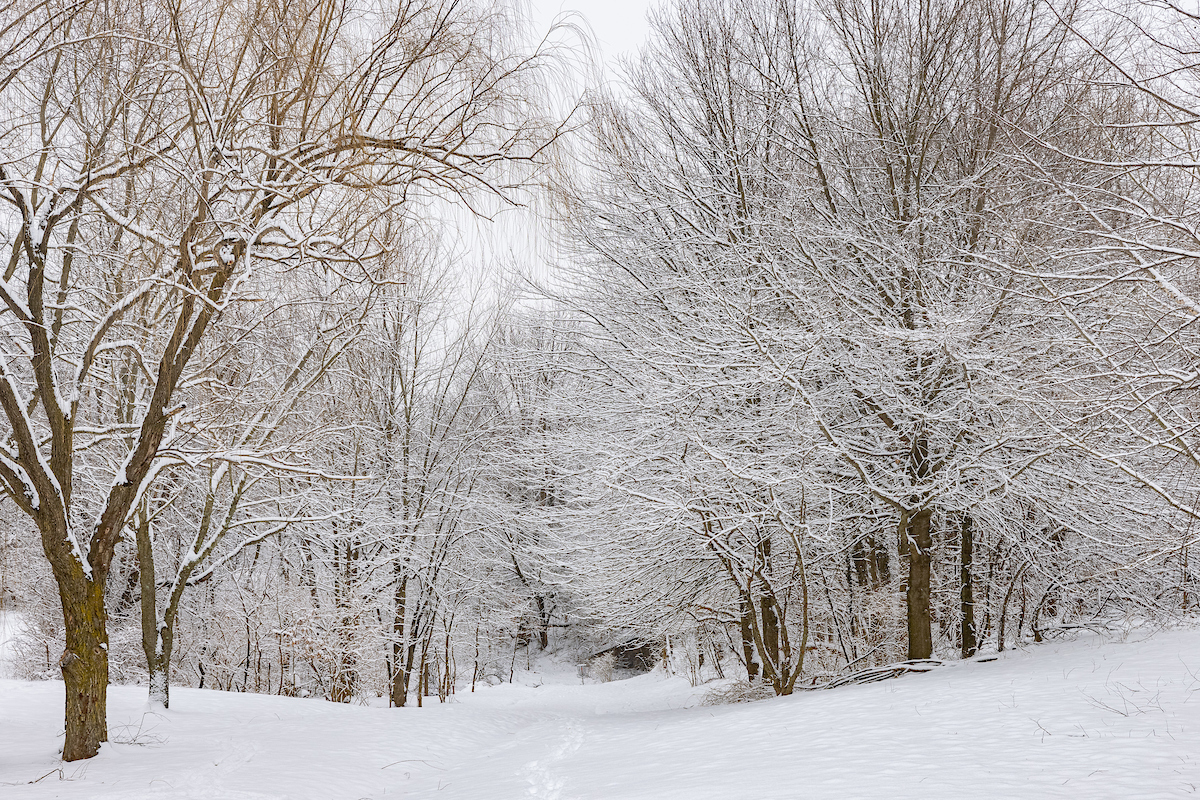 Snow-covered forest with bare trees and a central pathway.